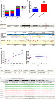 ERG-Associated lncRNA (ERGAL) Promotes the Stability and Integrity of Vascular Endothelial Barrier During Dengue Viral Infection via Interaction With miR-183-5p